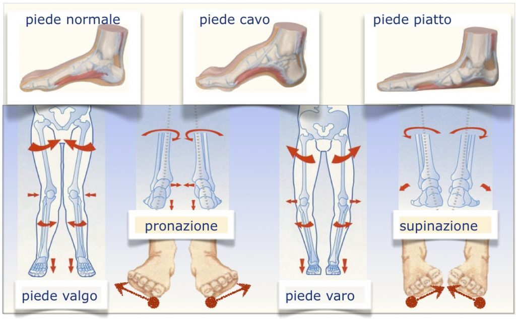Il piede e la caviglia - Studio FORM - Fisioterapia, Osteopatia, Riabilitazione a Milano